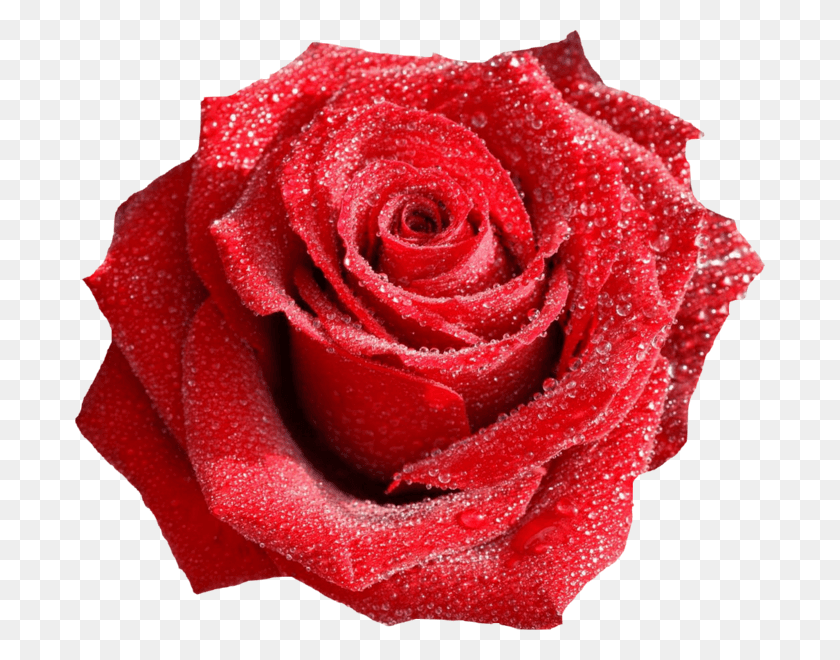 690x600 Роза С Каплями Росы Красные Розы, Цветок, Растение, Цветение Hd Png Скачать
