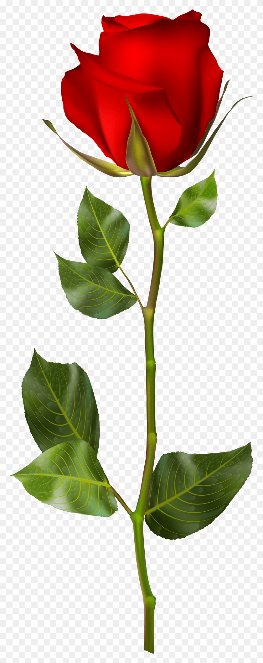 Rose With Stem HD PNG Download