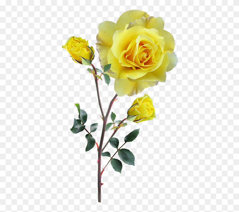 413x685 Роза Желтая Стебель Бутоны Желтые Цветы Стебель, Цветок, Растение, Цветение Hd Png Скачать