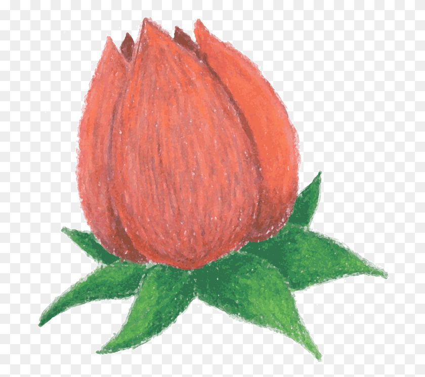 700x685 Rosebud Rose Bud Clip Art, Plant, Fruit, Food HD PNG Download