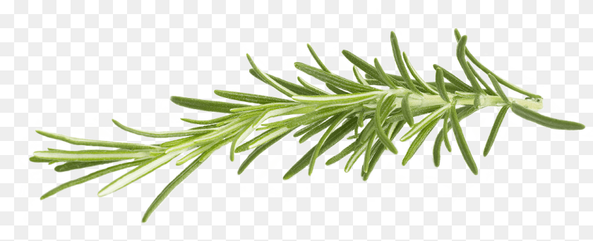 1156x470 Rosemary, Conifer, Fir, Plant, Tree Clipart PNG