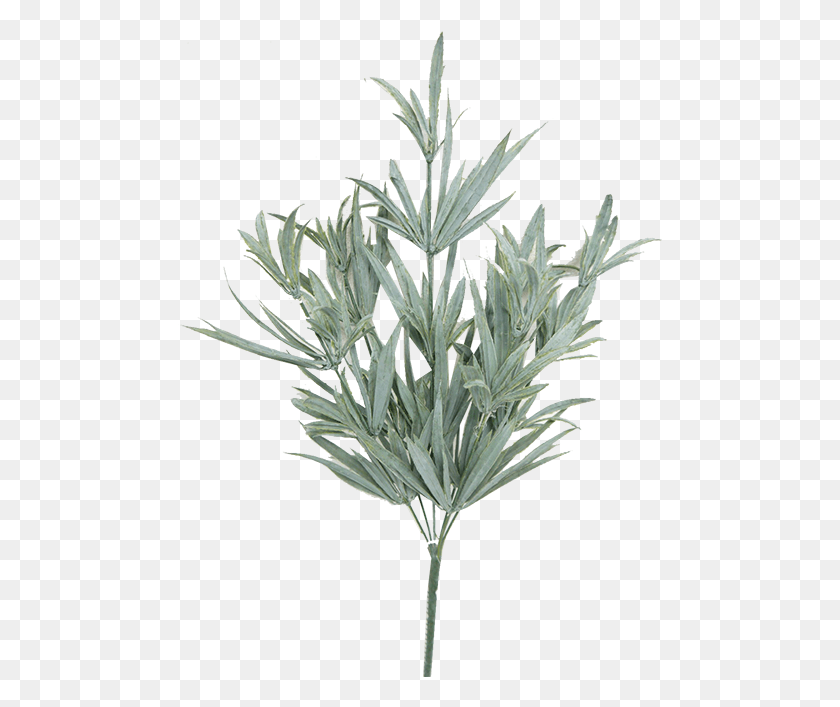 485x647 Rosemary Bush Groundcover, Plant, Glass, Grass HD PNG Download