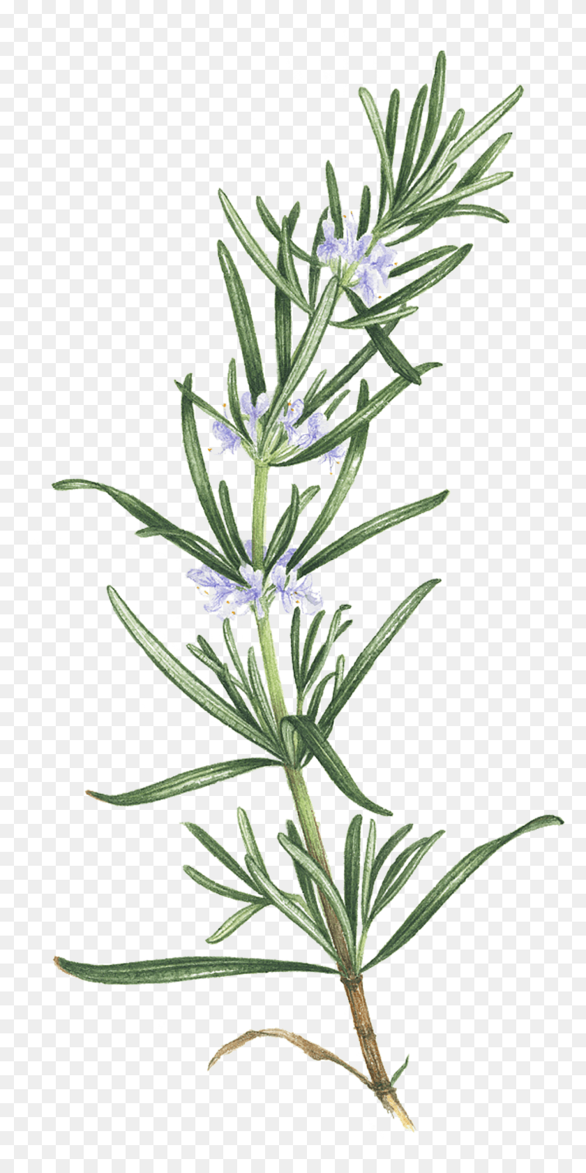 1181x2453 Rosemary Rosemary Tattoo, Plant, Flower, Blossom HD PNG Download