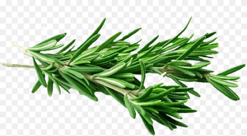 980x540 Rosemary Spice Transparent, Conifer, Herbal, Herbs, Plant Sticker PNG