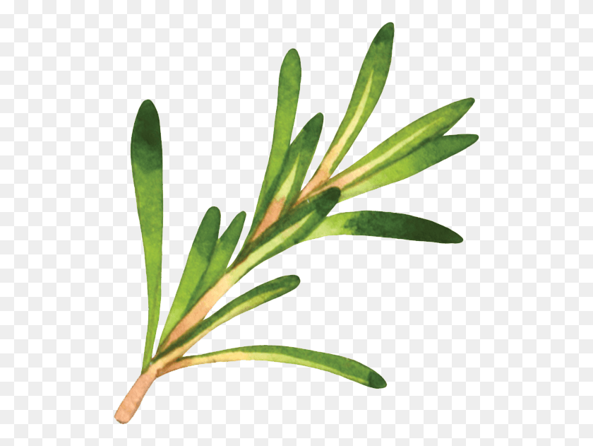 519x571 Rosemary Western Yew, Leaf, Plant, Flower HD PNG Download