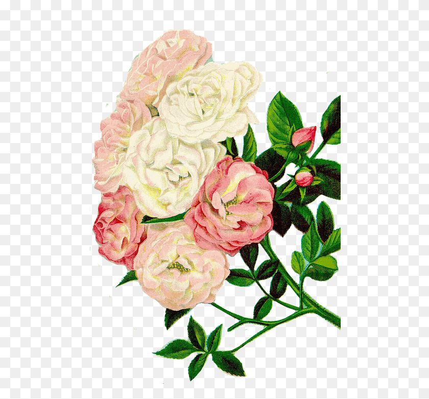 495x721 Roses Clipart Floral Clipart Flowers Flores Retro, Plant, Flower, Blossom HD PNG Download