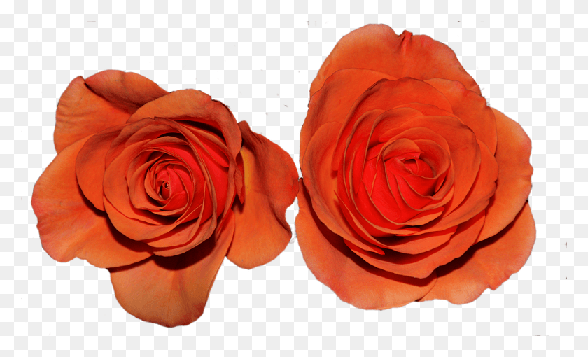 960x555 Roses Flowers Flower Orange Garden Roses, Rose, Plant, Blossom Descargar Hd Png
