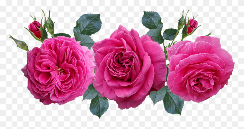 953x472 Розы Цветы Садовая Композиция Романтическая Природа Jardin De Rosas, Роза, Цветок, Растение Hd Png Скачать