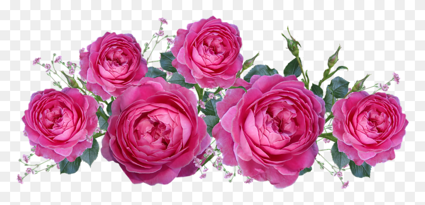 942x419 Roses Gypsophila Flowers Arrangement Garden Nature Garden Roses, Rose, Flower, Plant HD PNG Download