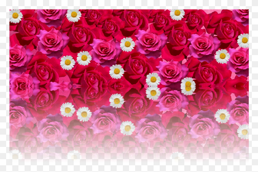 1281x826 Роза Любовь Романтическая Красная Роза Изображение Цветок Роза Любовь Романтика, Цветочный Дизайн, Узор, Графика Hd Png Скачать