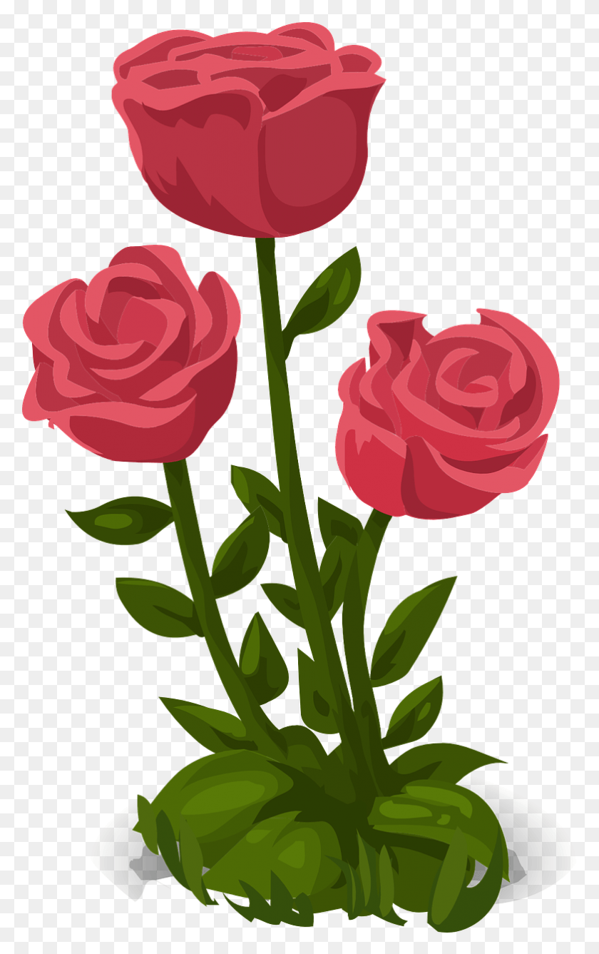 782x1281 Roses Pink Flowers Floral Image, Plant, Flower, Blossom HD PNG Download
