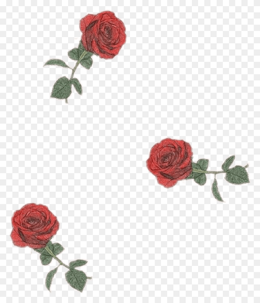 1024x1208 Roses Rosa Flor Flower Drawingflowers Tumblr Aesthetic Rose Aesthetic Backgrounds, Plant, Blossom, Petal HD PNG Download