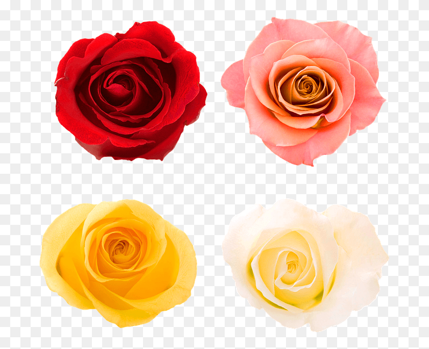 691x623 Descargar Png / La Flor De La Rosa Png