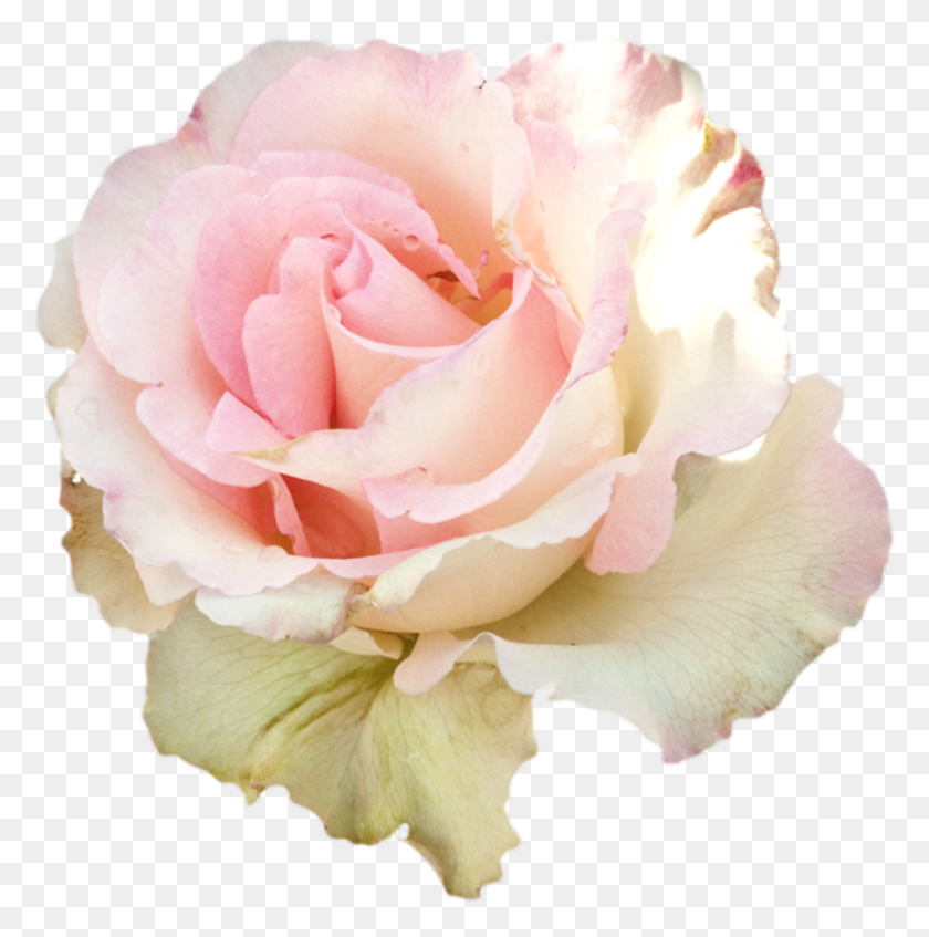 985x995 Роза Наклейка Роза, Цветок, Растение, Цветение Hd Png Скачать