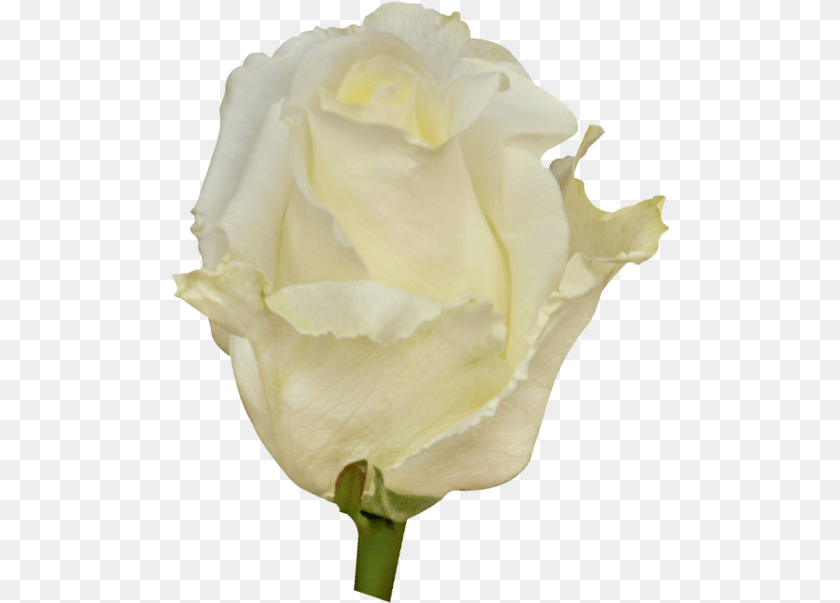 500x603 Roses White Chocolate Garden Roses, Flower, Plant, Rose, Petal Sticker PNG