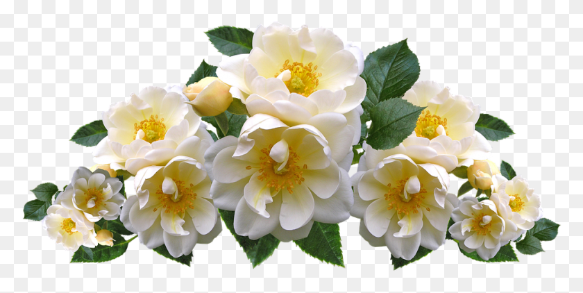 948x440 Roses White Flowers Arrangement Garden Nature Good Morning Always Remember, Plant, Flower, Blossom HD PNG Download