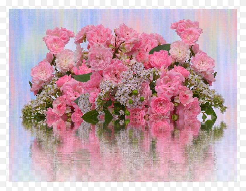 1280x974 Roseslovepink Rosesvalentine39s Garden Roses, Plant, Flower, Blossom HD PNG Download