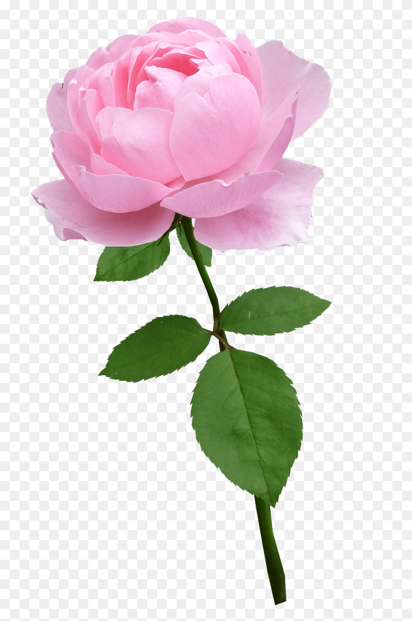 721x1205 Роза, Цветок, Растение Png Скачать