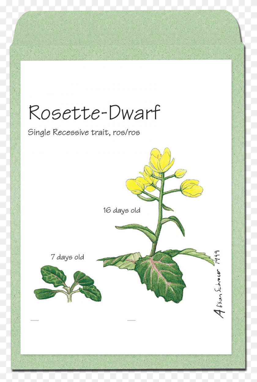 832x1269 Descargar Png Rosettedwarf Wisconsin Fast Plant Alelos, Flor, Texto, Texto Hd Png