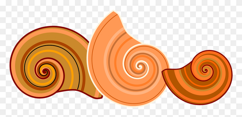 839x374 Rotated Free Image On Pixabay Nature Animal Snail, Sea Life, Invertebrate, Seashell HD PNG Download