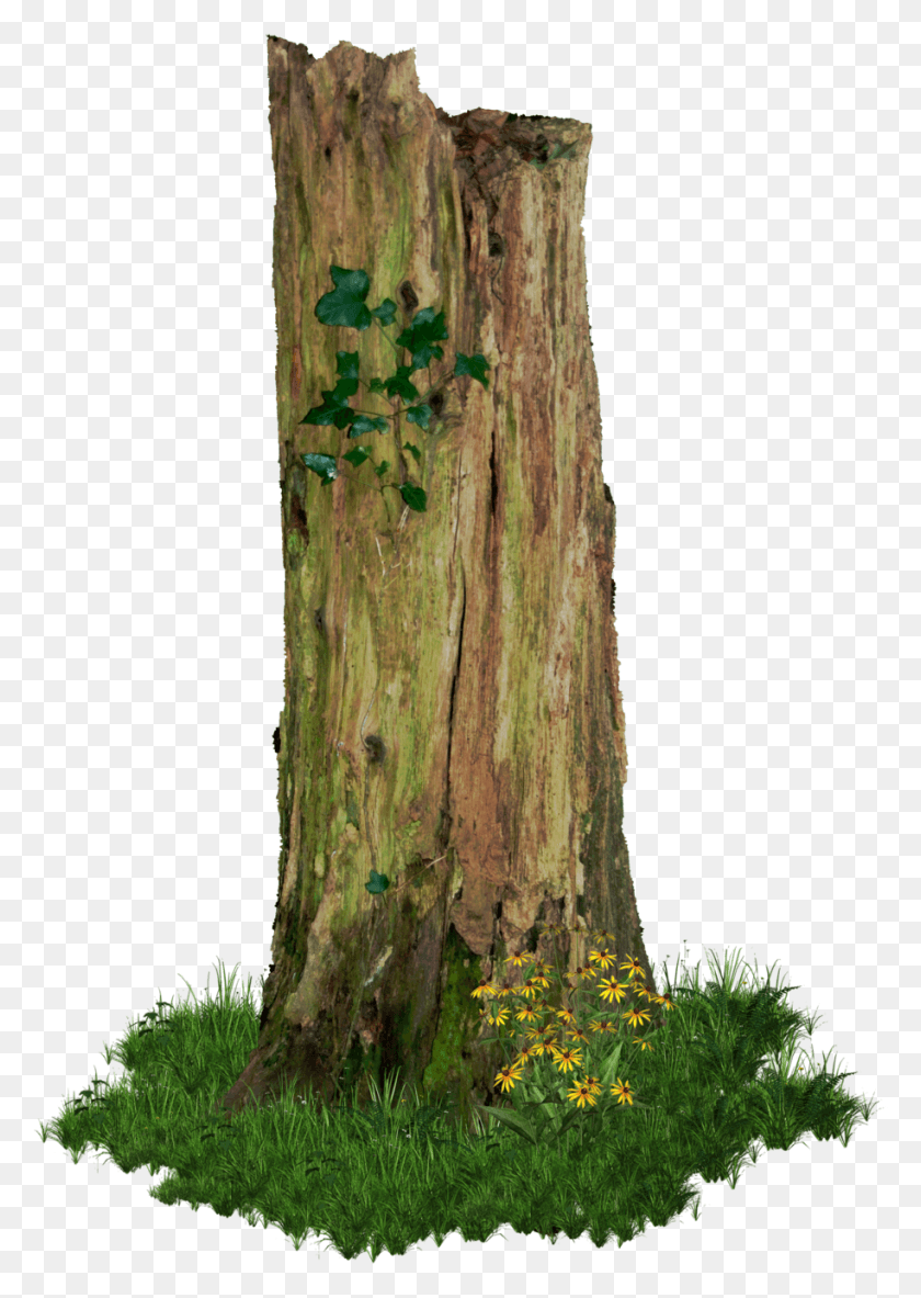 914x1317 Rotten Old Tree Stump Old Trees, Plant, Tree, Tree Trunk HD PNG Download