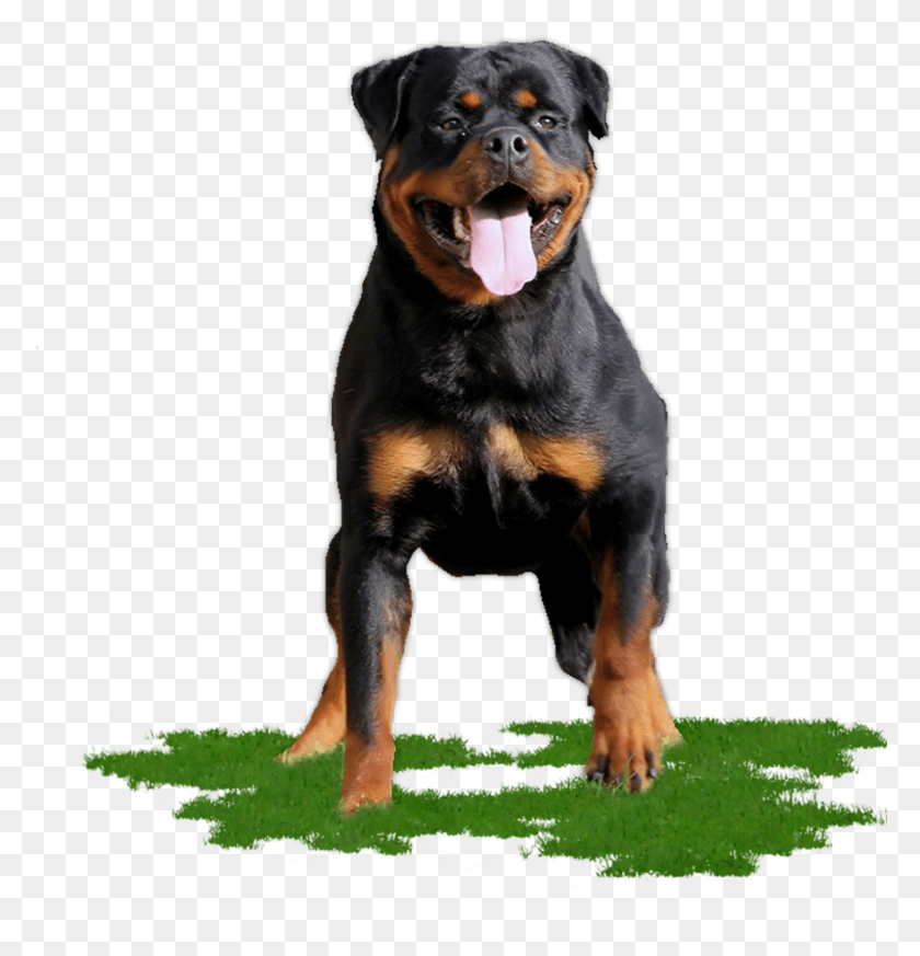 1501x1565 Rottweiler, Dog, Pet, Canine HD PNG Download