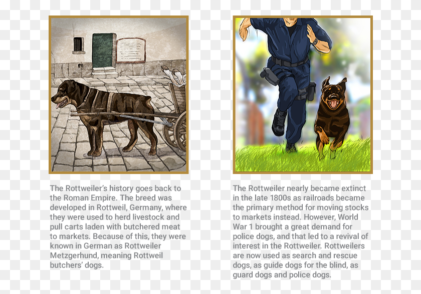 648x528 Rottweiler Alpine Mastiff, Person, Human, Horse HD PNG Download