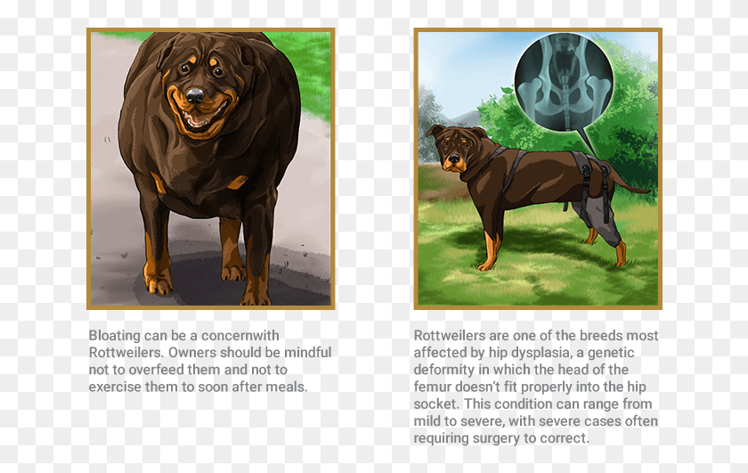 648x471 Rottweiler Guard Dog, Pet, Canine, Animal HD PNG Download