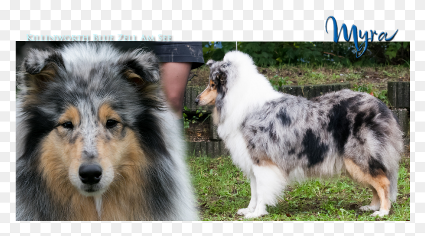 901x469 Rough Collie, Dog, Pet, Canine HD PNG Download