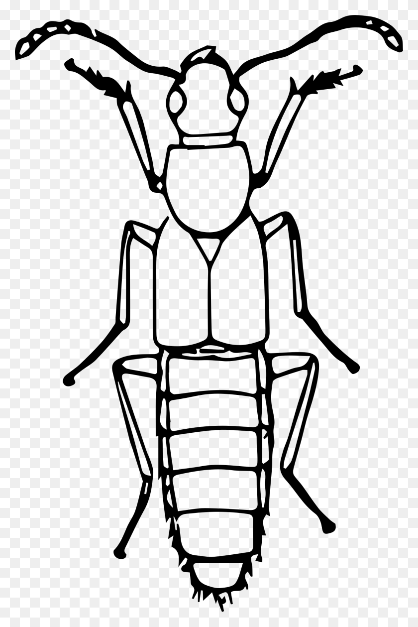 1445x2222 Rove Beetle Clip Arts Insect Clipart Black And White, Gray, World Of Warcraft HD PNG Download