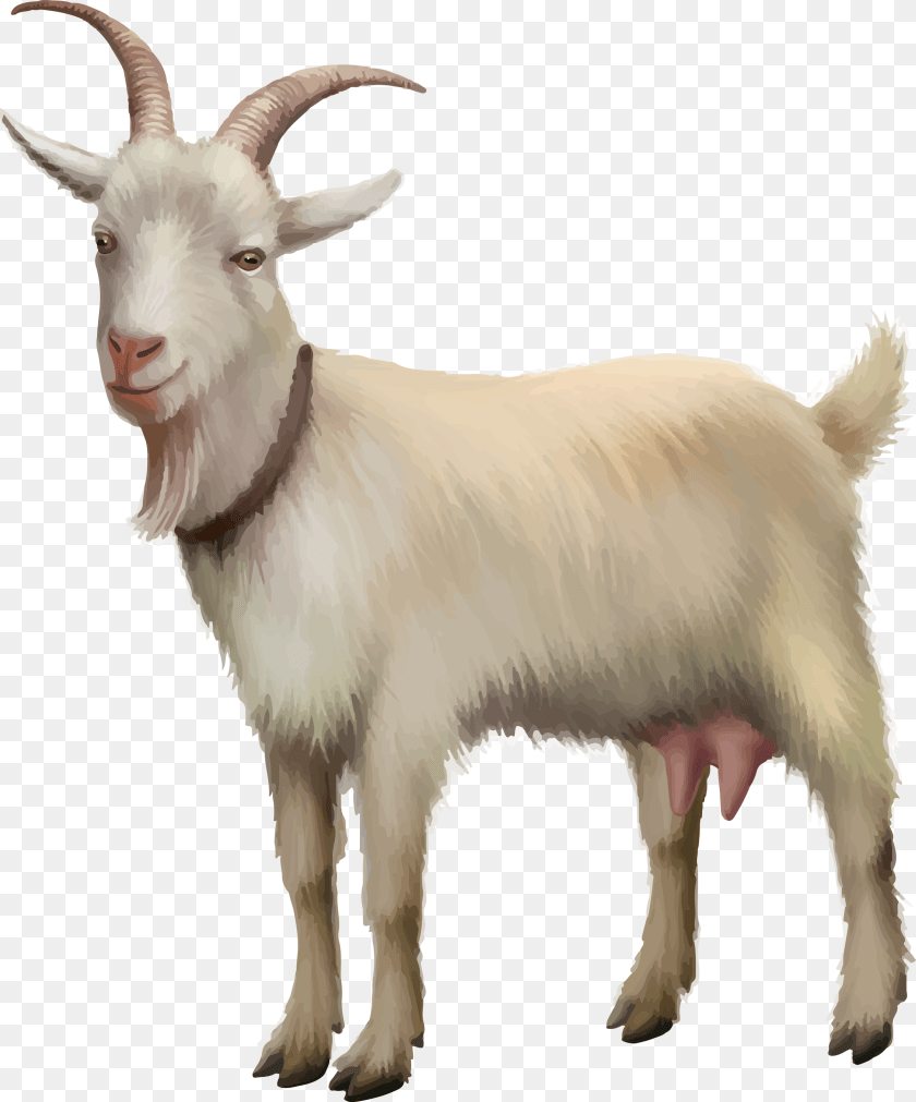 2408x2897 Rove Goat Sheep Stock Photography Stock Illustration Realistic Goat Clip Art, Livestock, Animal, Mammal, Antelope Transparent PNG