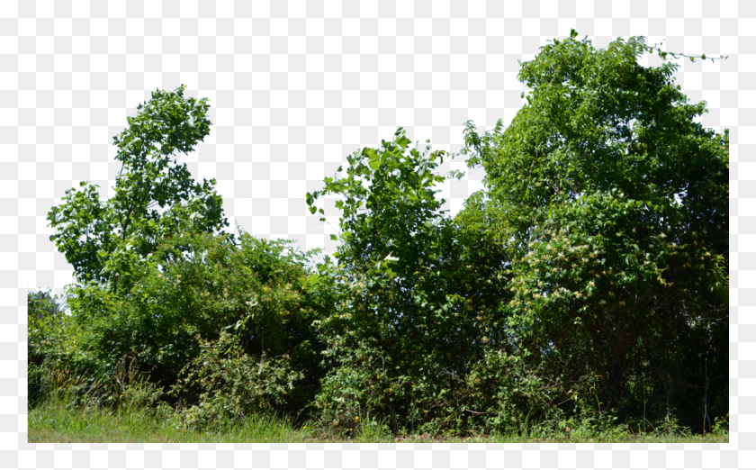 1099x651 Row Of Bushes Banner Library, Bush, Vegetation, Plant HD PNG Download