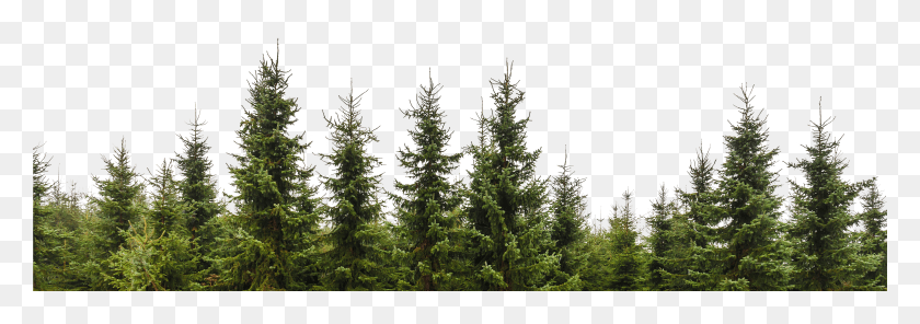 4323x1312 Row Of Trees Clip Free HD PNG Download