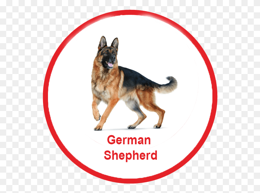 566x566 Royal Canin Malaysia German Shepherd Dog, Pet, Canine, Animal HD PNG Download