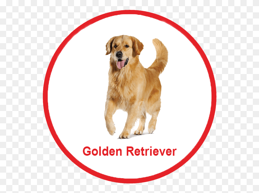 566x566 Royal Canin Malaysia Malaysia Puppy Golden Retriever, Dog, Pet, Canine HD PNG Download