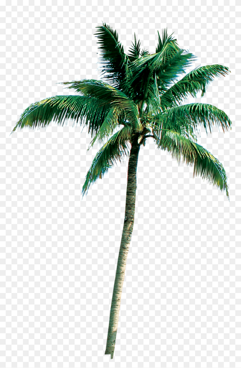 1022x1600 Royal Palm Coconut Tree Photoshop, Palm Tree, Tree, Plant HD PNG Download