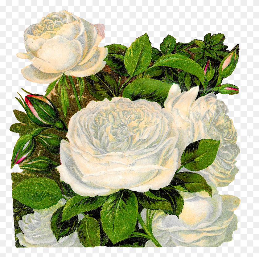 1471x1460 Клип Арт Векторные Логотипы Черно-Белых Роз Старинные Белые Розы Hd Png Скачать
