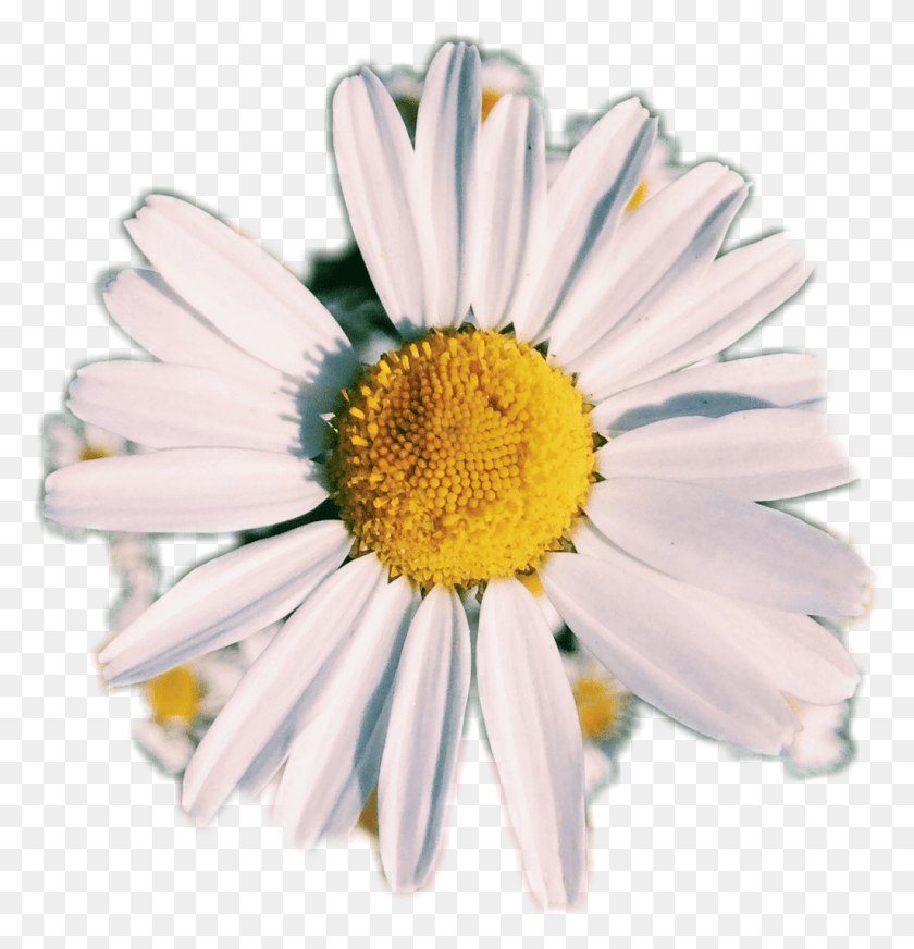 1024x1067 Royalty Free Stock Photo Photography Af Flower White Transparent Aesthetic Flower, Plant, Daisy, Daisies HD PNG Download