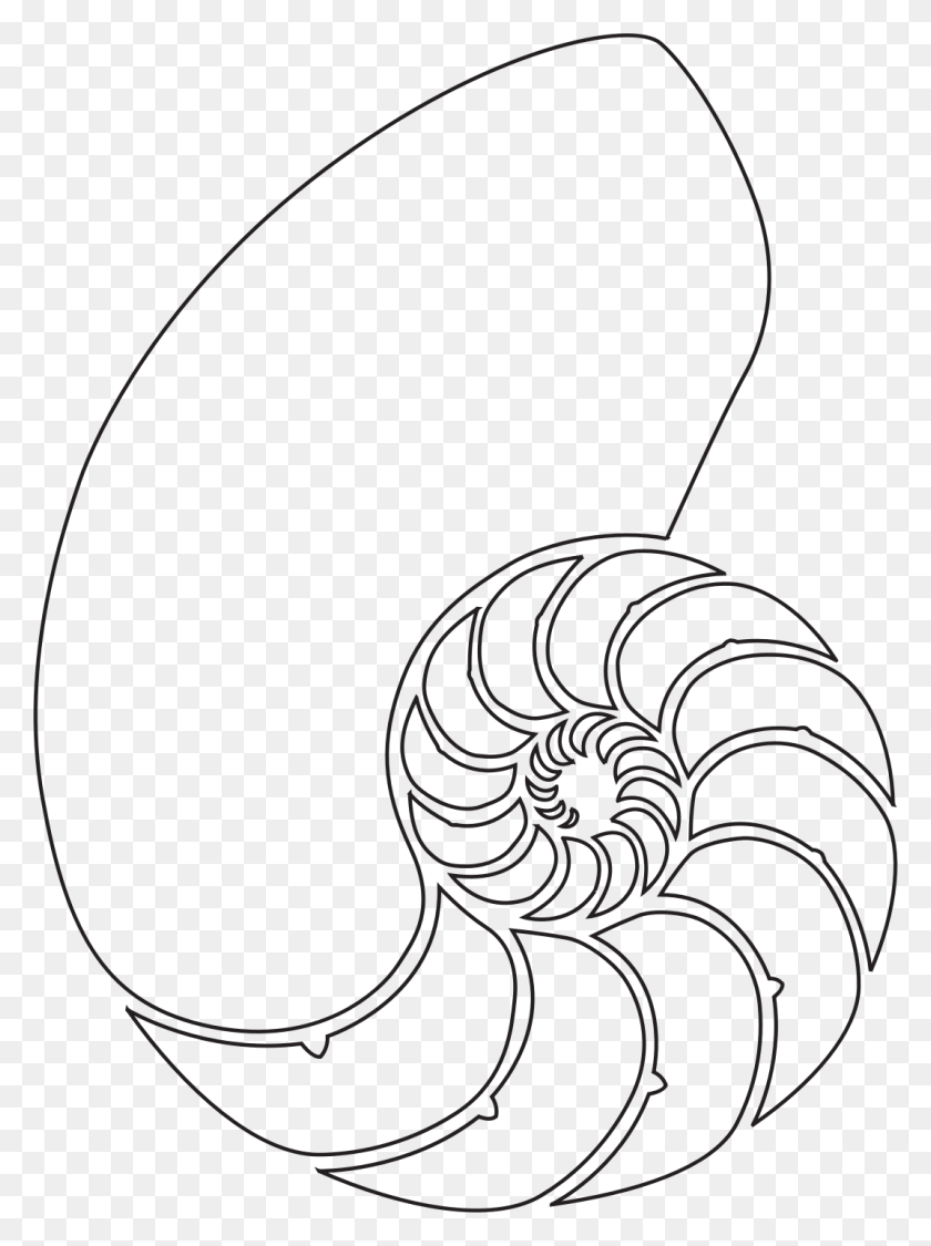 1070x1462 Royalty Free Stock Seashells Clipart Outline Shell Nautilus Shell Drawing, Spiral, Animal, Sea Life HD PNG Download