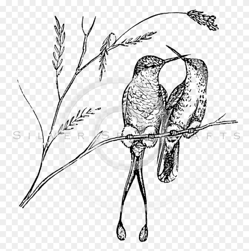 901x910 Royalty Free Stock Vintage Illustrations Photo Keywords Hummingbird Black And White, Spiral, Text, Symbol HD PNG Download