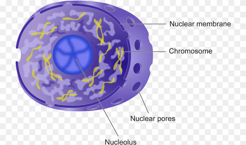 738x494 Royalty Library Cells Drawing Amusement Park Cell Nucleus, Plate, Ct Scan, Outdoors Clipart PNG