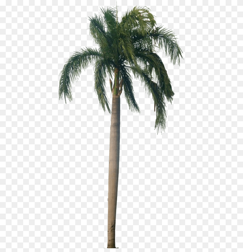 Roystonea Regia, Palm Tree, Plant, Tree, Cross Clipart PNG