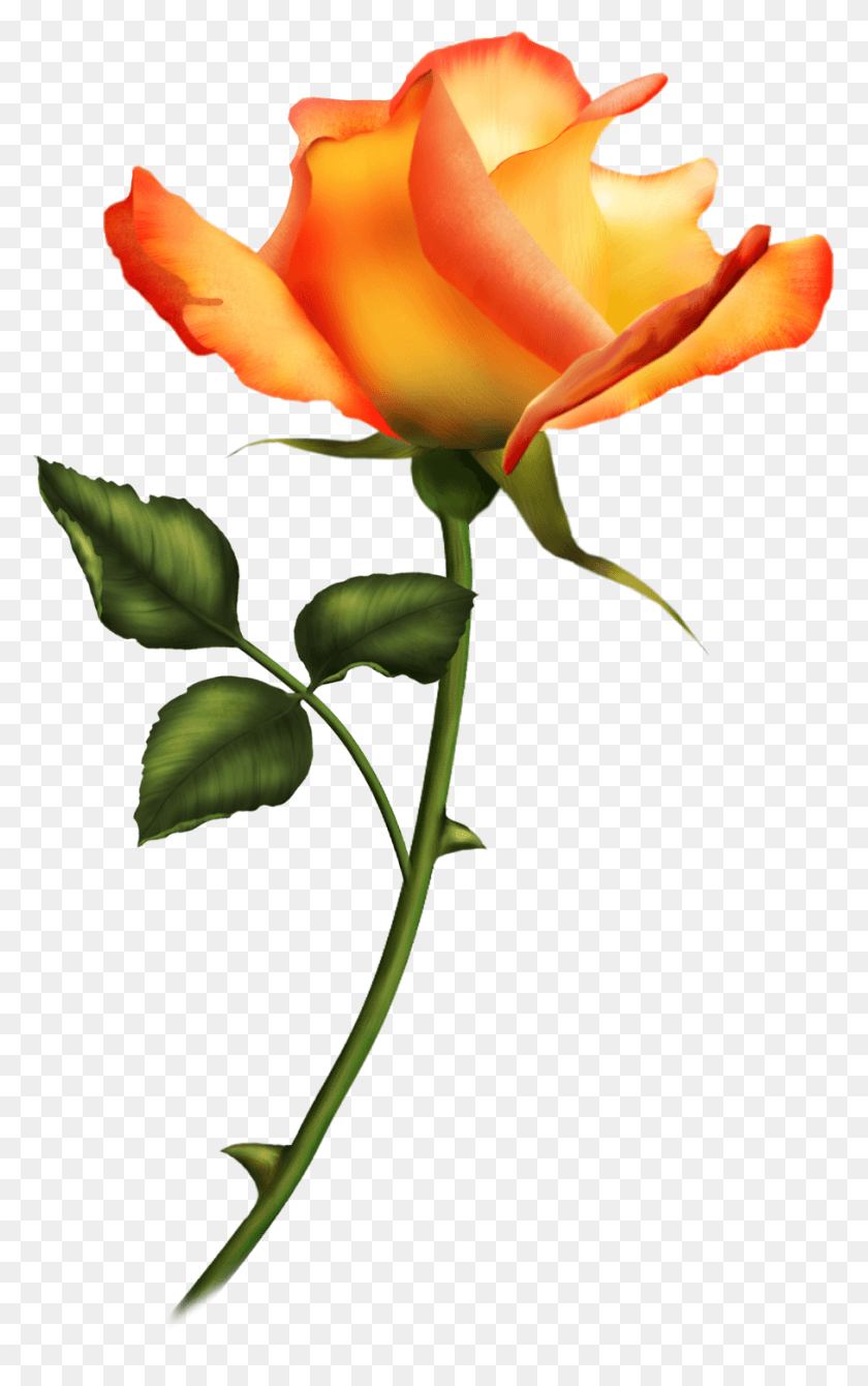 775x1280 Roza Chajnaya, Rose, Flower, Plant HD PNG Download