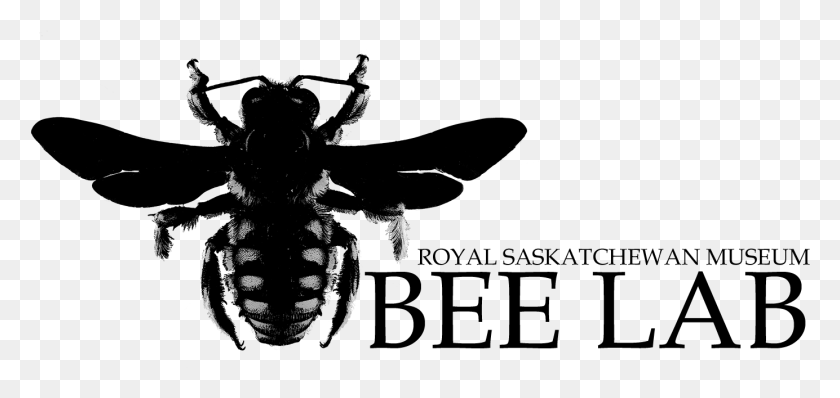 1384x601 Rsm Bee Lab Logo Net Winged Insects, Оса, Насекомое, Беспозвоночные Hd Png Скачать