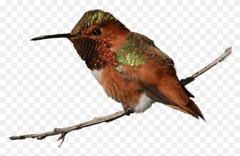 800x500 Rufous Hummingbird Williamgarrett Creativecommons Ruby Throated Hummingbird, Bird, Animal, Bee Eater HD PNG Download