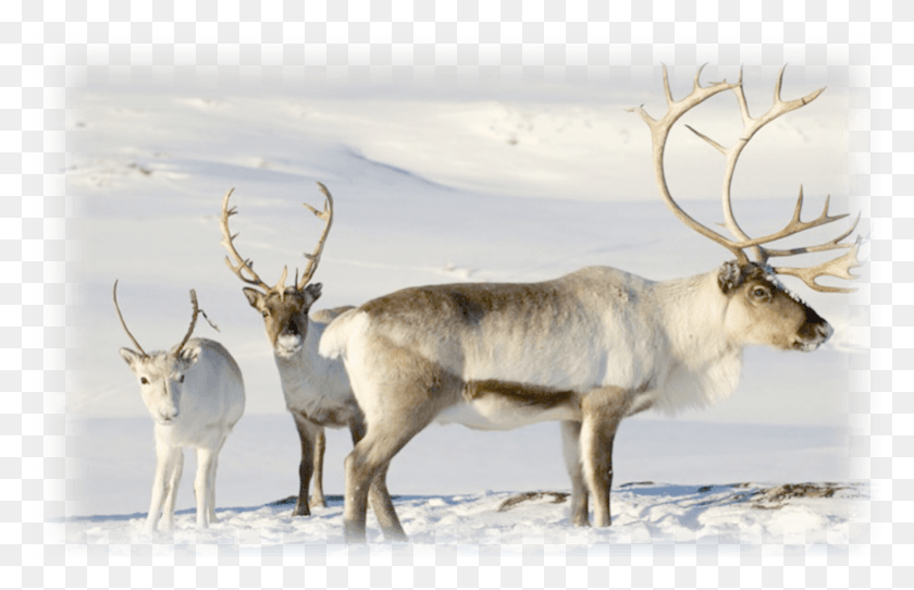 1800x1113 Ruldolph The Red Nose Reindeer Memes, Elk, Deer, Wildlife HD PNG Download