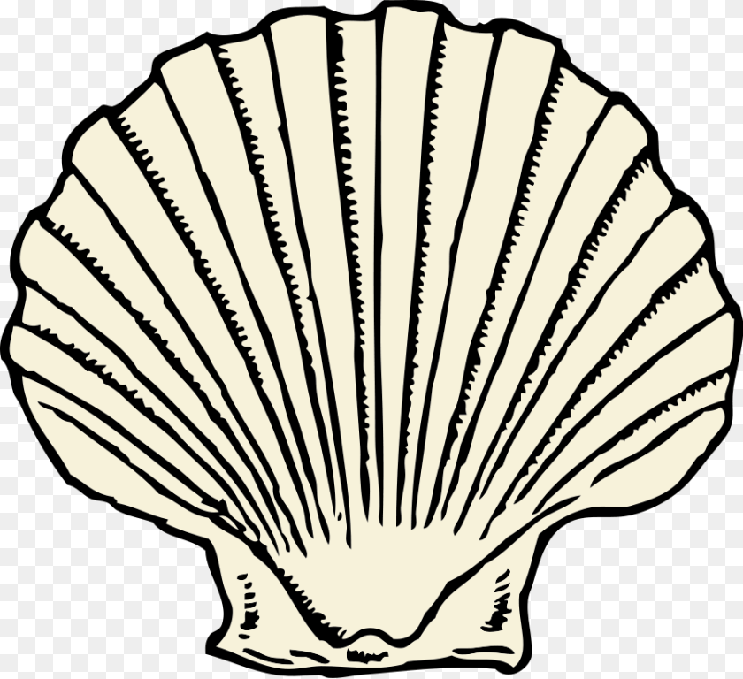 Ruler Clip Art, Animal, Clam, Food, Invertebrate PNG
