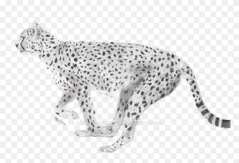 800x528 Изображение Бегущего Гепарда С Прозрачным Фоном Ягуар, Дикая Природа, Млекопитающее, Животное Png Скачать