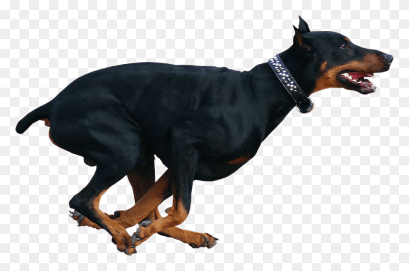940x600 Running Doberman Dog Funny Pictures Of Dobermans, Pet, Canine, Animal HD PNG Download