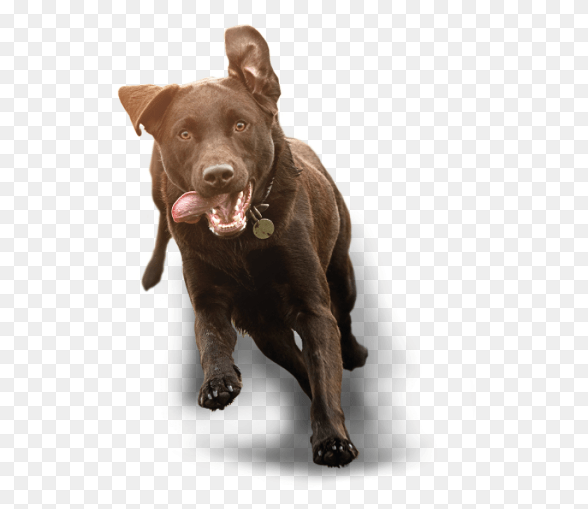 522x667 Running Dog1 Running Dog1 Dog Running Transparent Background, Pet, Canine, Animal HD PNG Download